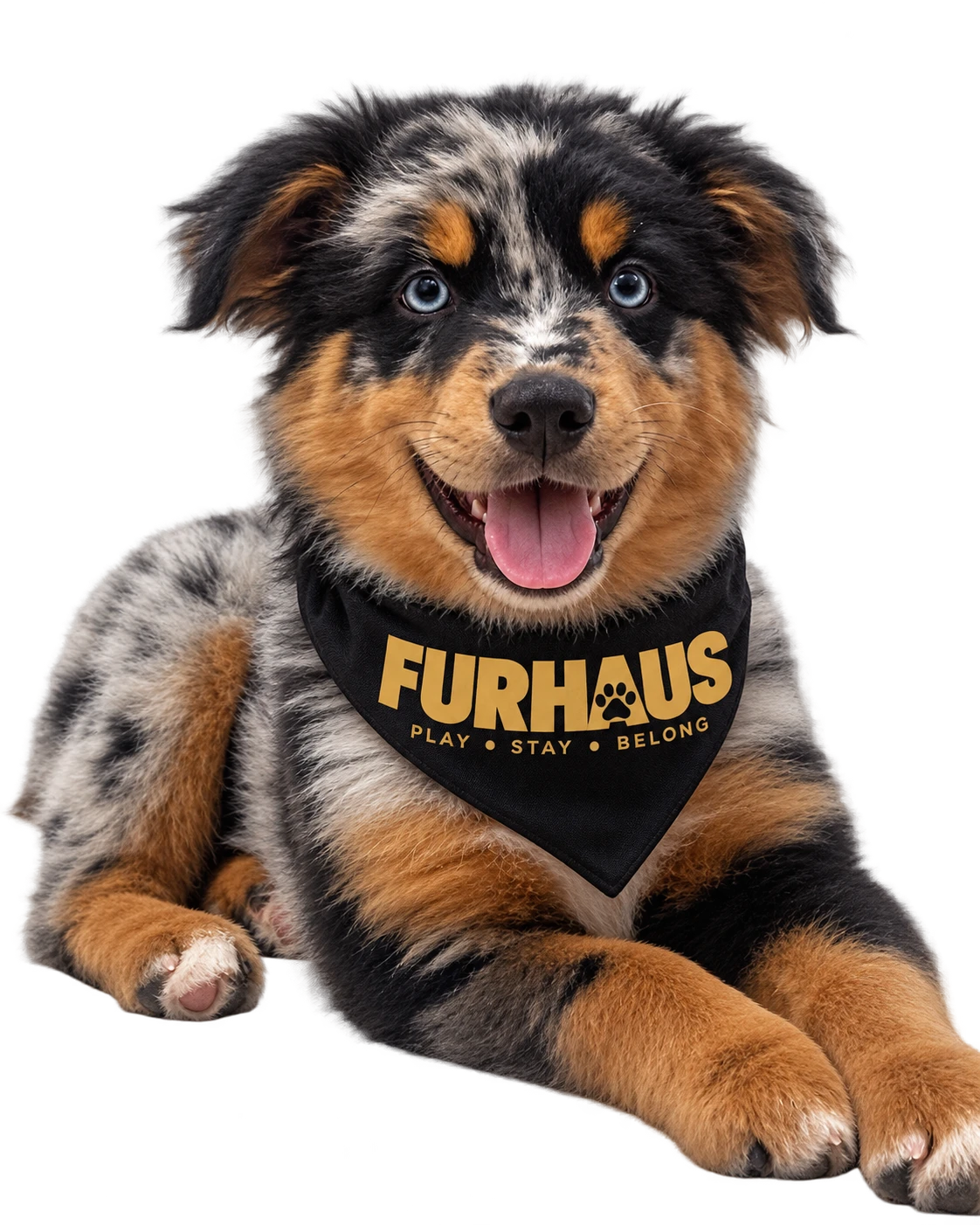 Astro, the smiling Australian Shepherd mascot of FurHaus