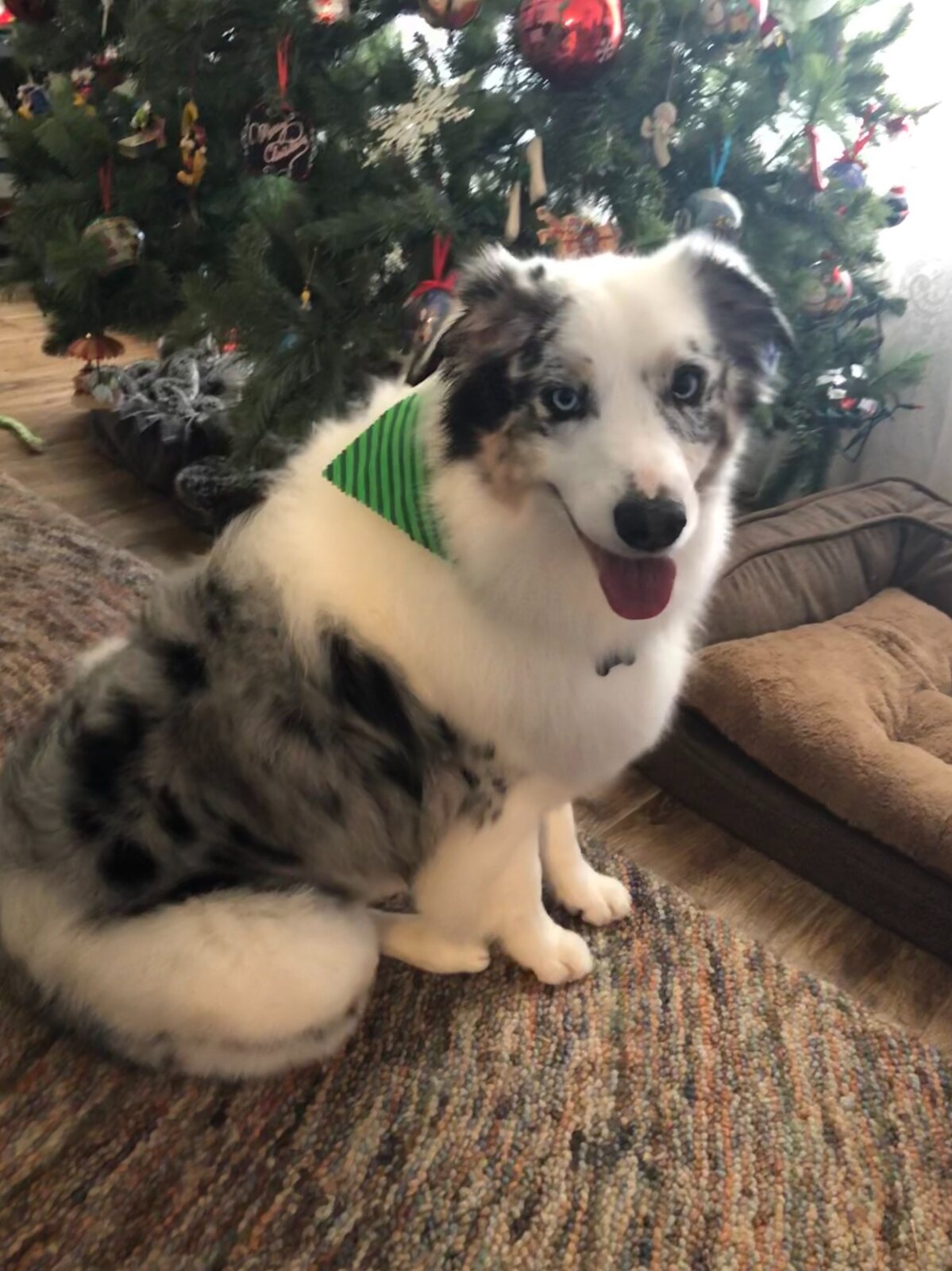 A younger Evangeline at Christmas