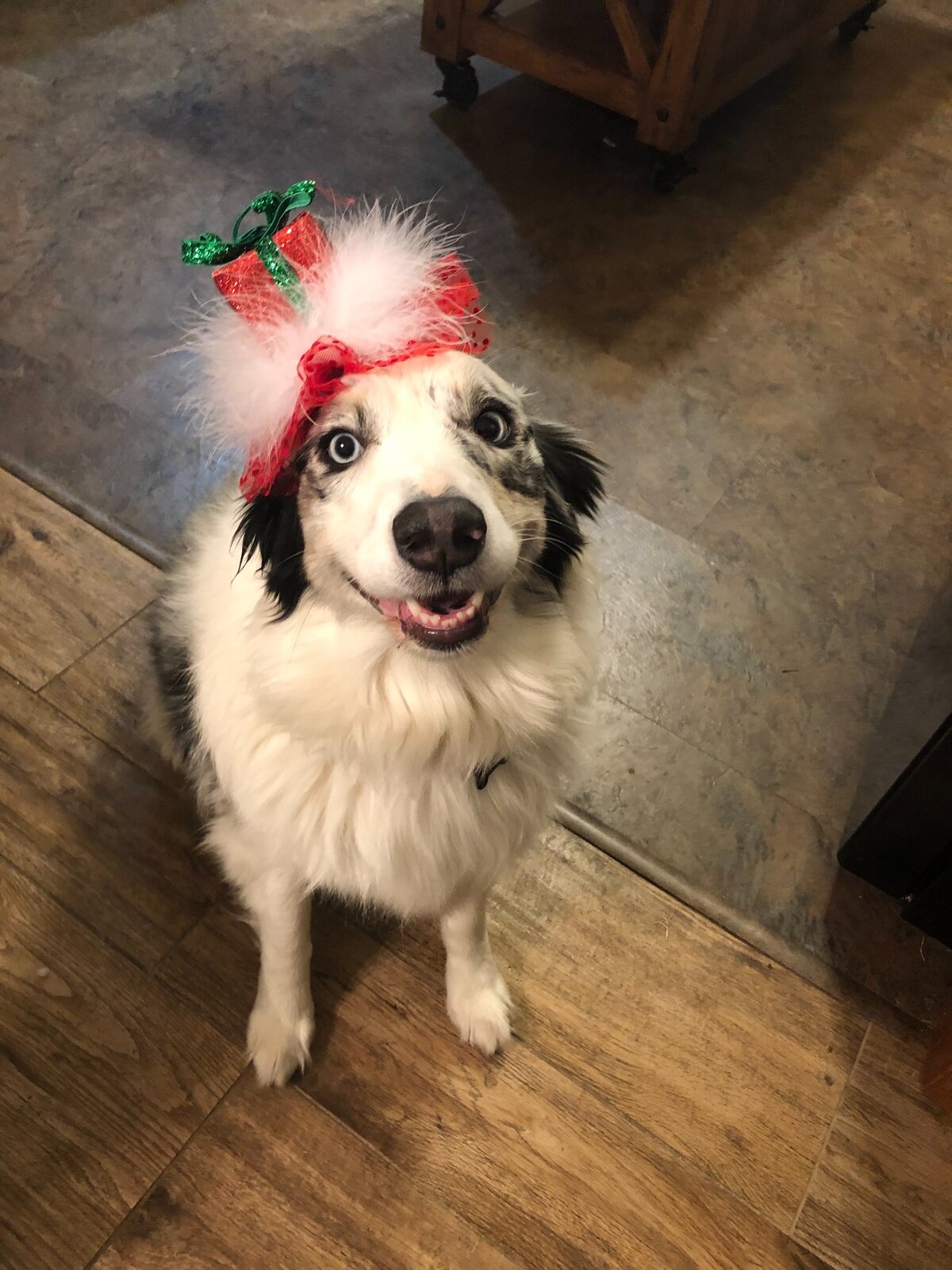 Evangeline smiling in a festive red bow