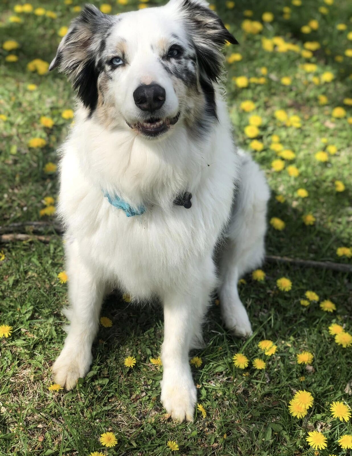 Evangeline sitting among yellow flowers